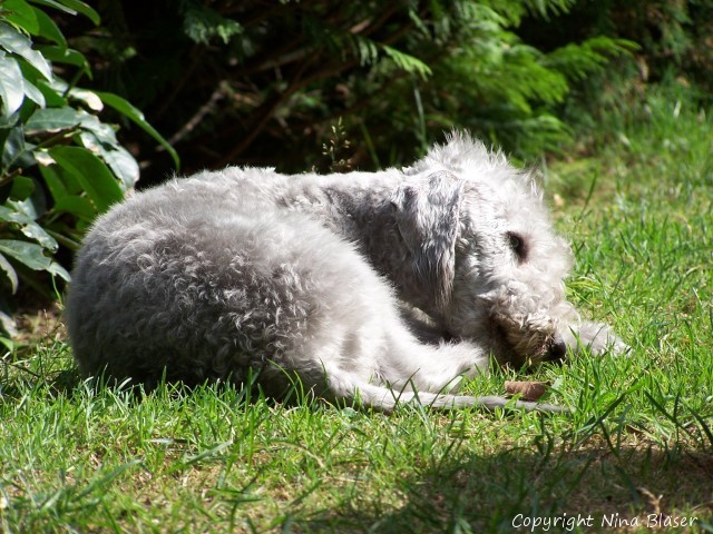 100_4528 - Kopie.JPG